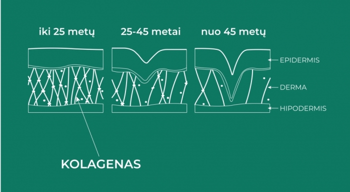 Faktai apie kolageną. Ko dar negirdėjai?